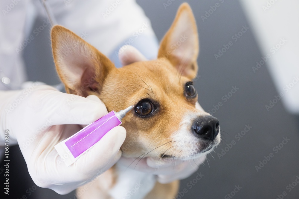 Vet putting eye drops in dog eye Stock Photo Adobe Stock
