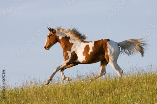 Photo Nice young appaloosa horse running