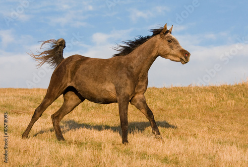 Arabian horse enjoys running across the meadow