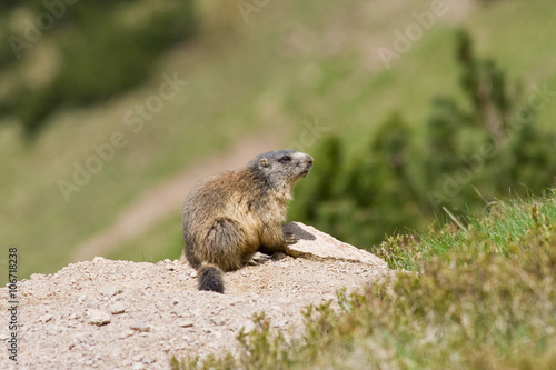 Portrait of sitting and looking marmot