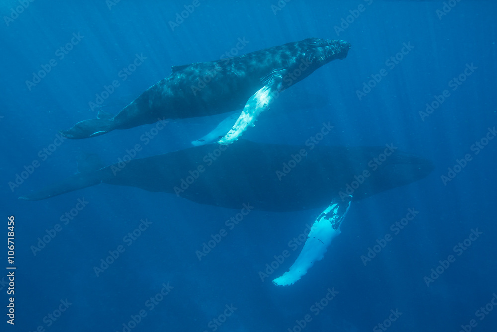 Fototapeta premium Blue Water, Sunlight, and Whales