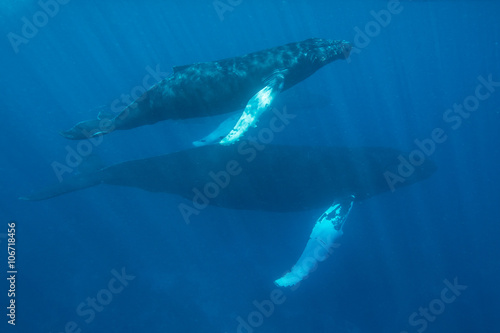 Blue Water, Sunlight, and Whales