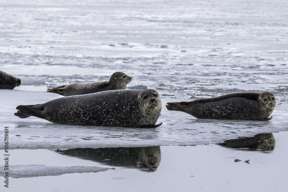 Fototapeta premium Foche nella laguna, Islanda