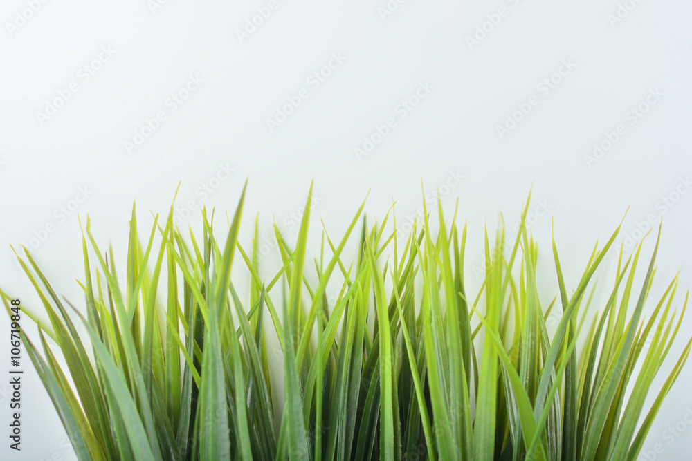 Fototapeta premium Gras