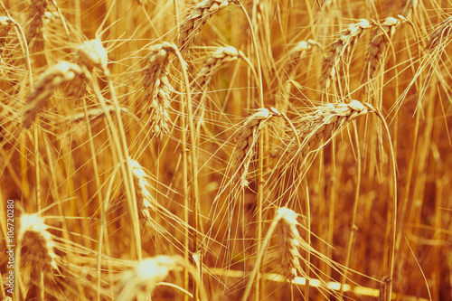 Ripe Cereal field