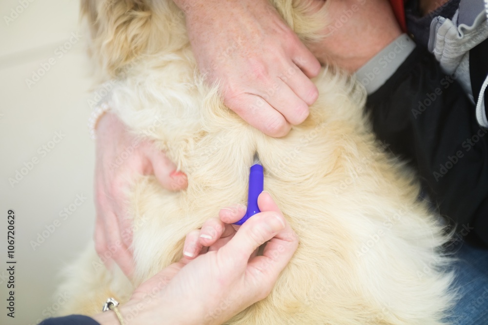 Veterinarian giving injection to dog Veterinarian giving injection to dog