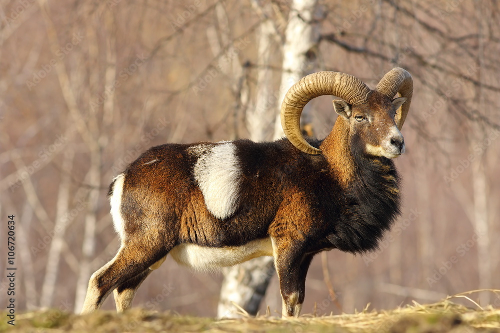 Φωτογραφία big moufflon ram