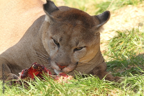 cougar eating