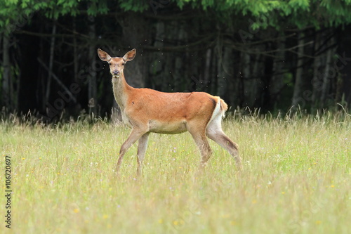 curious red deer doe