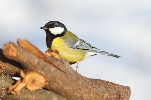 great tit standing in the garden