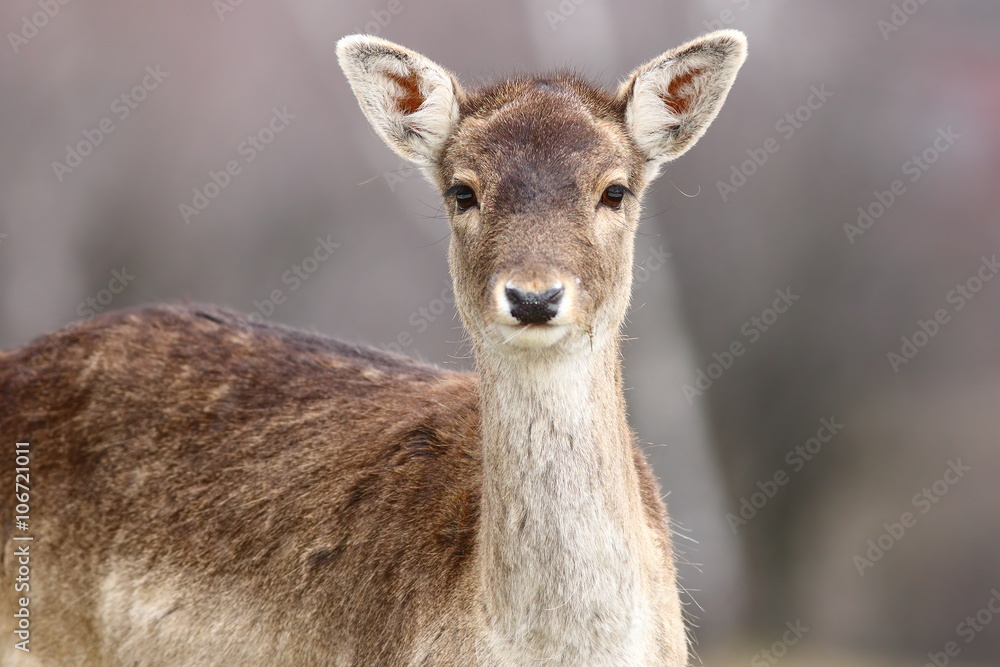 portrait of beautiful fallow deer doe