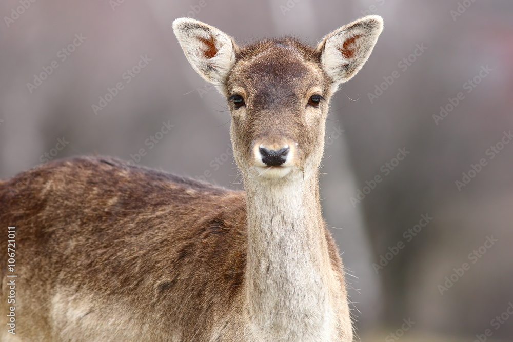 portrait of beautiful fallow deer doe portrait of beautiful fallow deer doe