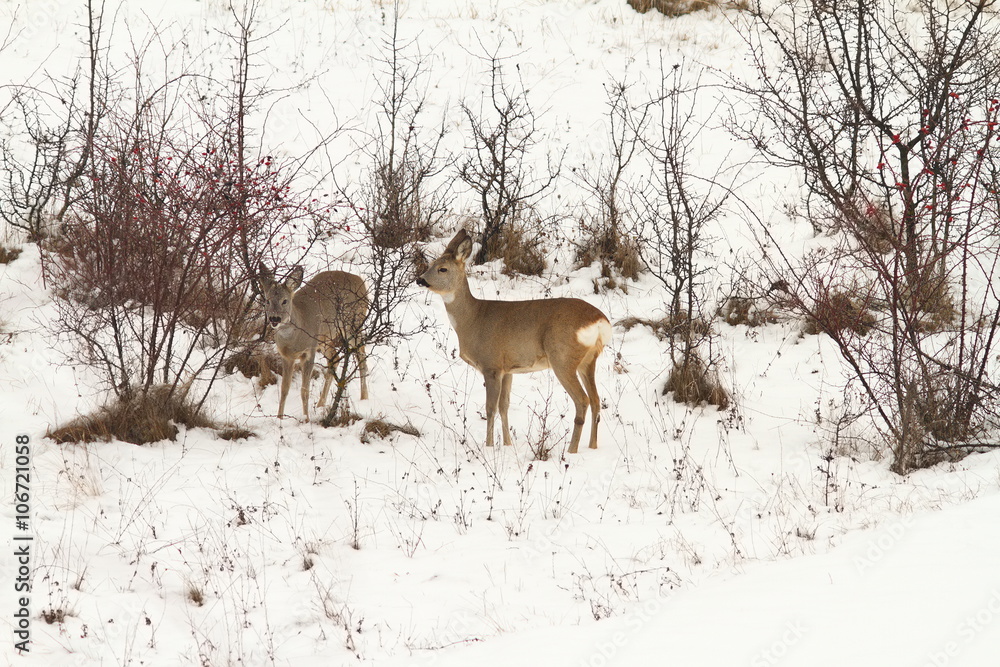 roe deers foraging for food in winter roe deers foraging for food in winter
