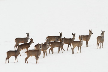 Fotobehang Ree Reeën in besneeuwde winterochtend  © taviphoto