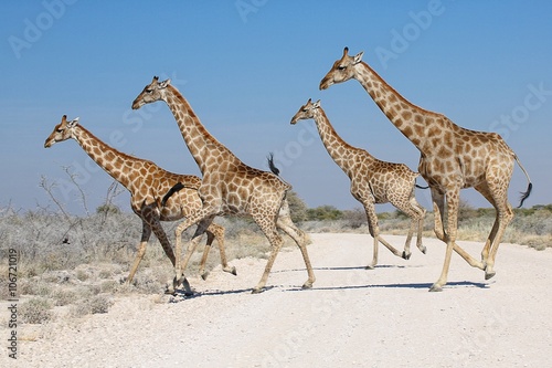 Photography giraffes in etosha national park namibia