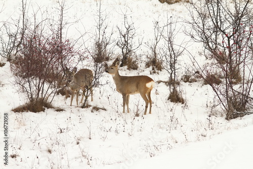 roe deers foraging for food in winter