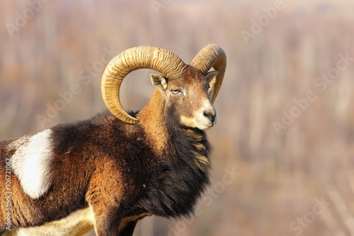 Photography profile view of beautiful mouflon ram