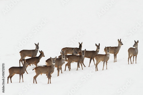 Canvas Print roe deers on white snow
