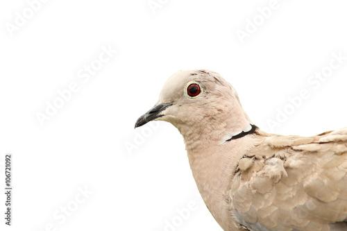 turtledove portrait over white