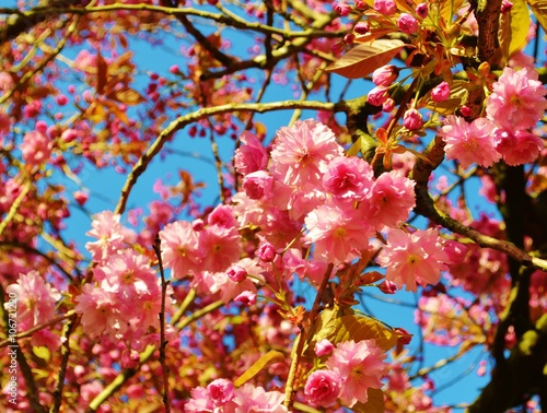 Colourful pink cherry blossom against a blue sky.