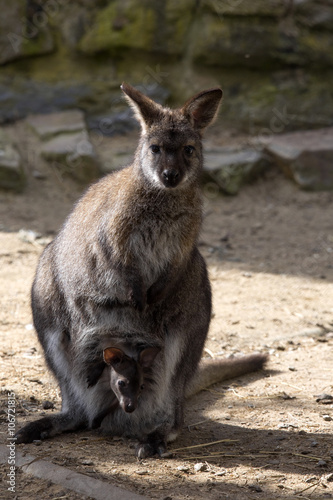 female with young in a pouch, Bennett's wallaby, Macropus rufogriseus