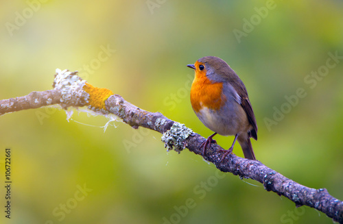Songbird robin on a branch. On a green blurred background.