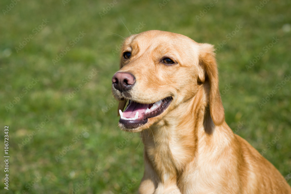 Young, light, brown dog relaxing on the huge botanic garden during lovely spring day