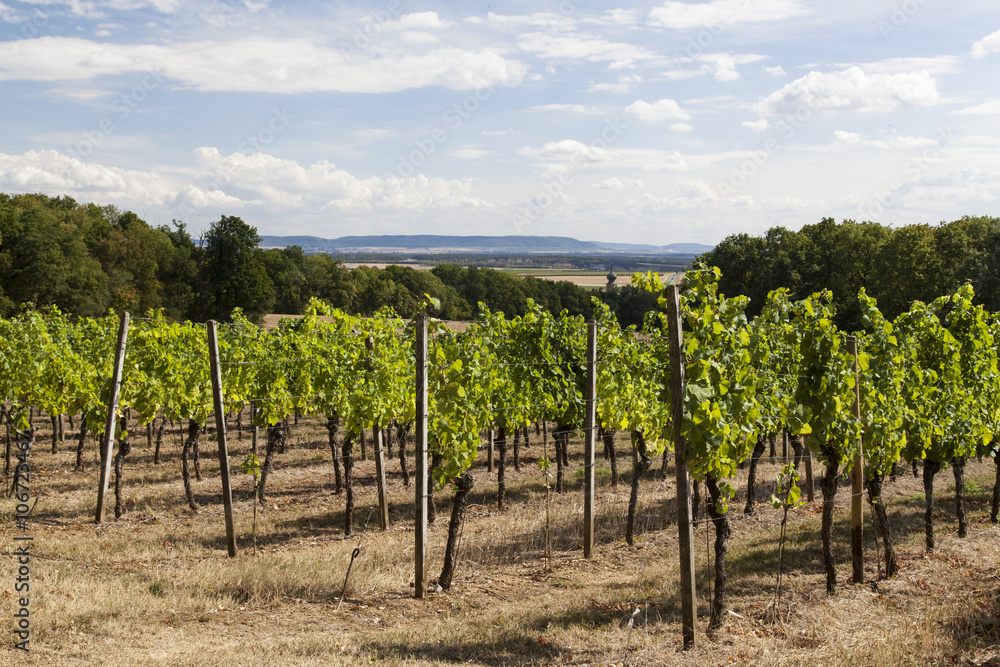 Weinreben bei Volkach, Landkreis Kitzingen, Unterfranken, Bayern, Deutschland Weinreben bei Volkach, Landkreis Kitzingen, Unterfranken, Bayern, Deutschland
