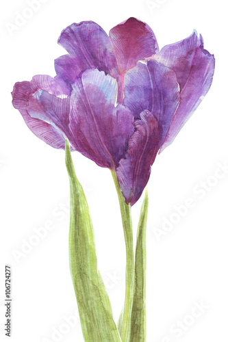 Fototapeta Naklejka Na Ścianę i Meble -  watercolor flowers tulips separately