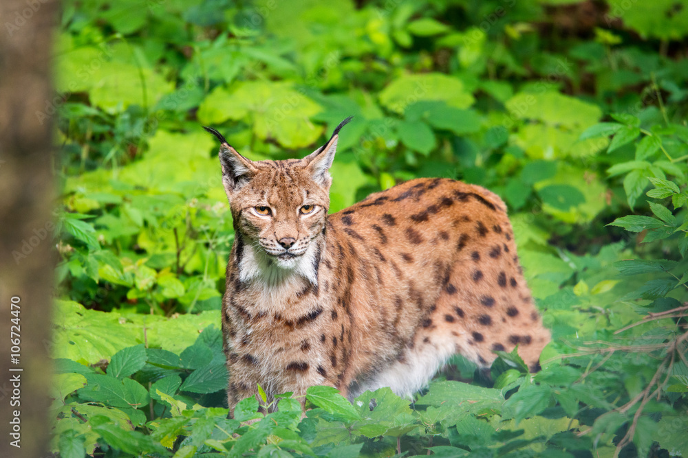 Fototapeta premium Luchs / lynx 