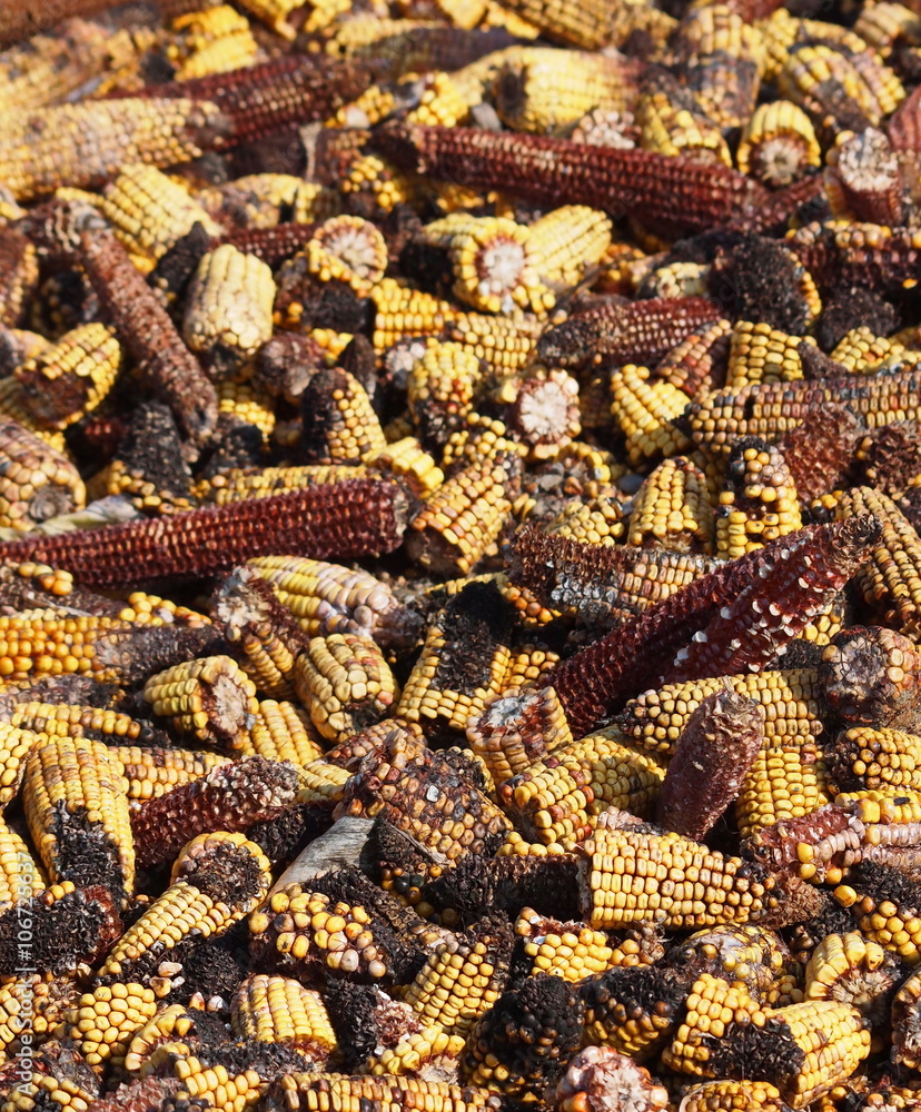 Moldy corn background, Aflatoxin - Aspergillus flavus and Aspergillus ...