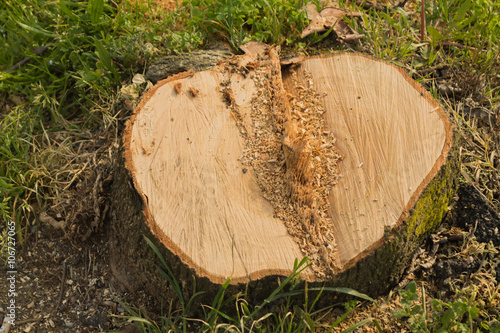 ceppo di albero photo