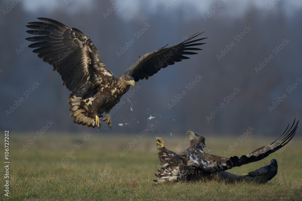 aigles aigles