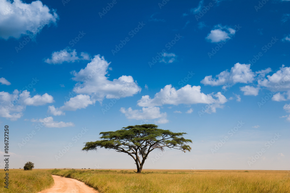 African road on savannah