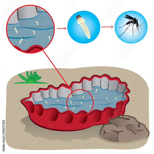 Nature, bottle cap with stagnant water with focus mosquito sting