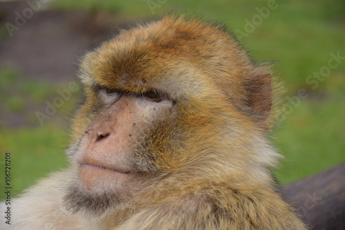 Monkey in Serengeti