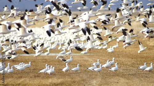 Snow Geese all the sudden decide it's time to relocate