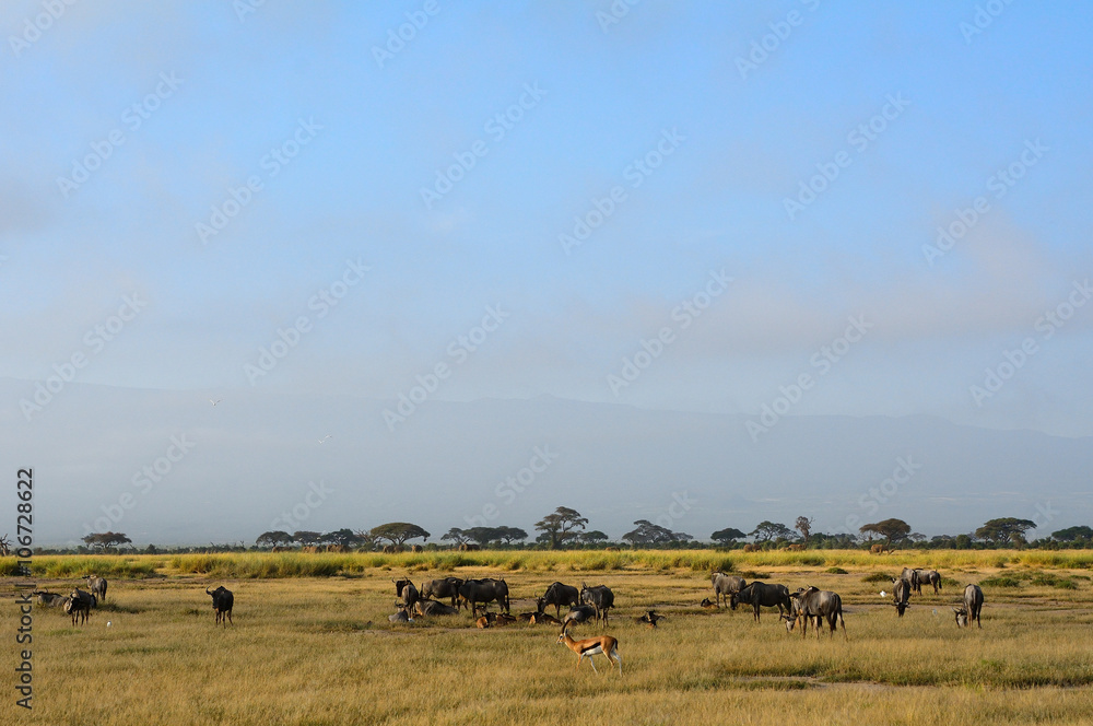 Blue wildebeests and Thomson-gazelles, Amboseli National Park, K