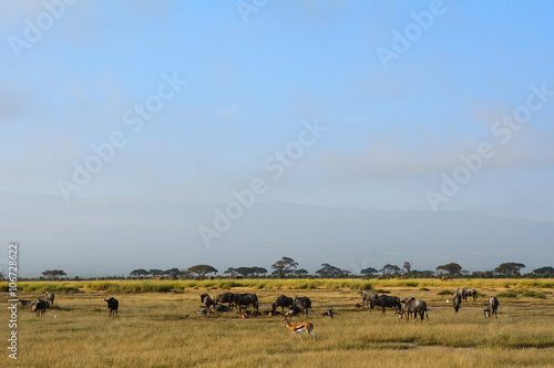 Blue wildebeests and Thomson-gazelles, Amboseli National Park, K