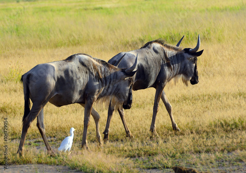 Blue wildebeests  Amboseli National Park  Kenya