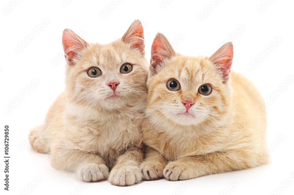 Brown kittens.