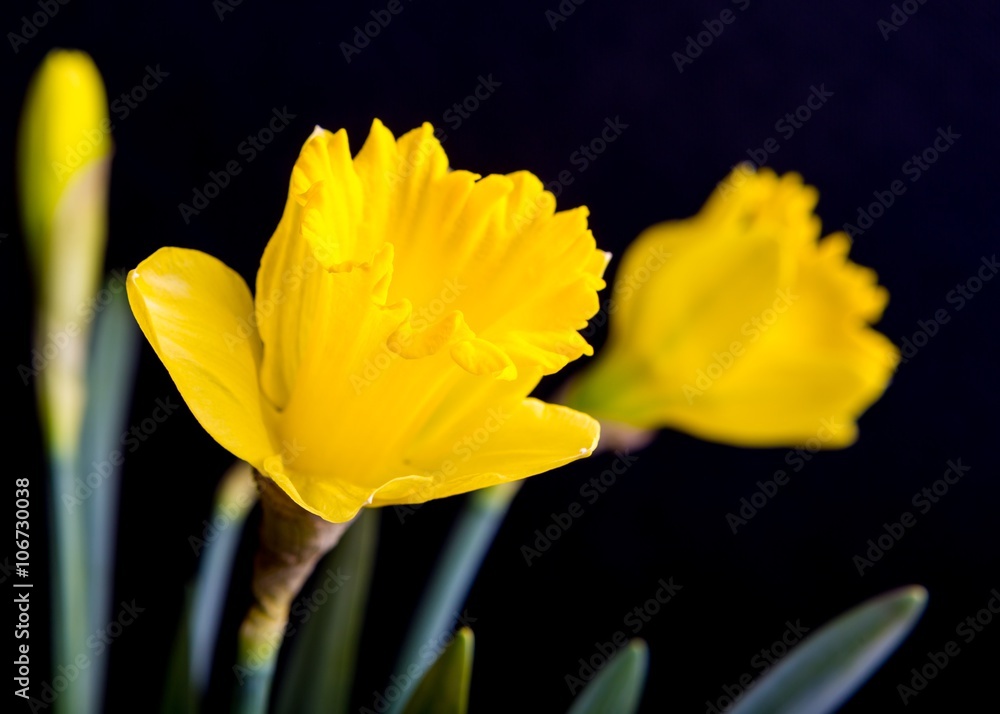 Yellow daffodils on black background Yellow daffodils on black background