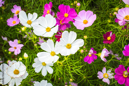 Fototapeta Naklejka Na Ścianę i Meble -  Closeup on cosmos flowers.Beautiful flowers in the garden.