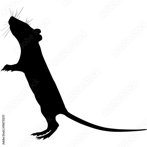 Silhouette of a rat