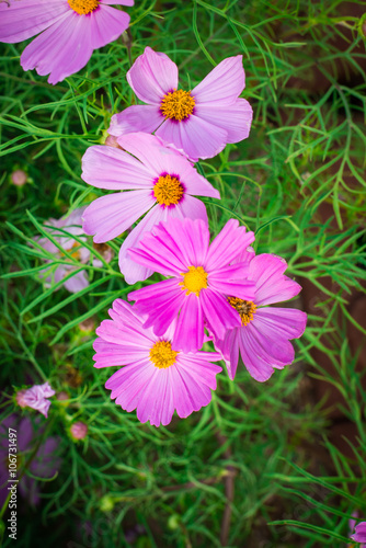 Closeup on cosmos flowers.Beautiful flowers in the garden.