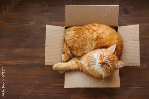 Ginger cat lies in box on wooden background. Fluffy pet is going to sleep there. 