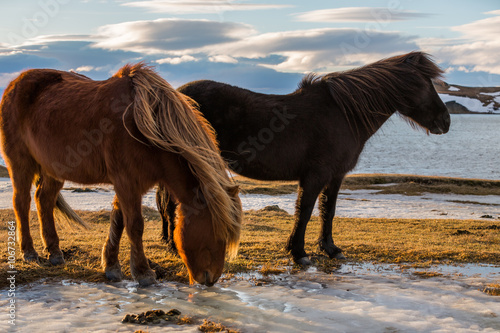 Fototapeta Naklejka Na Ścianę i Meble -  Icelandic Horse at golden sunset
