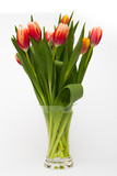 Tulip flowers in glass vase