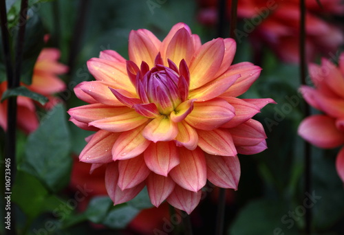A beautiful pink yellow purple colored dahlia flower in a green natural environment