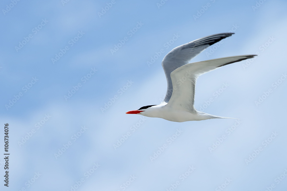 One Royal Tern flying with a blue sky
